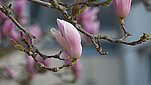 kwitnąca gałąź magnolii