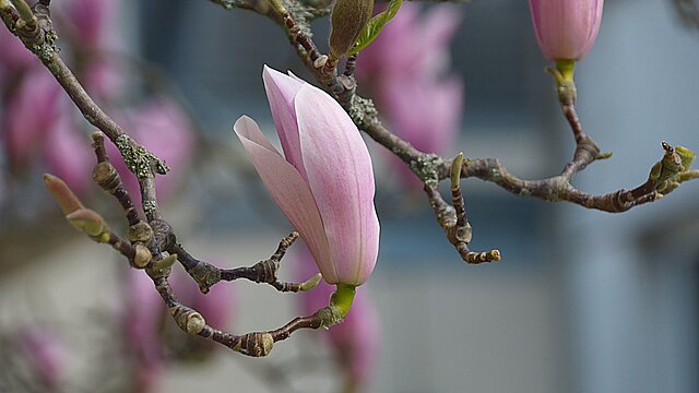 blooming magnolia branch