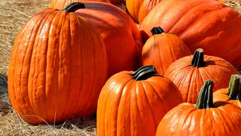 pumpkins
